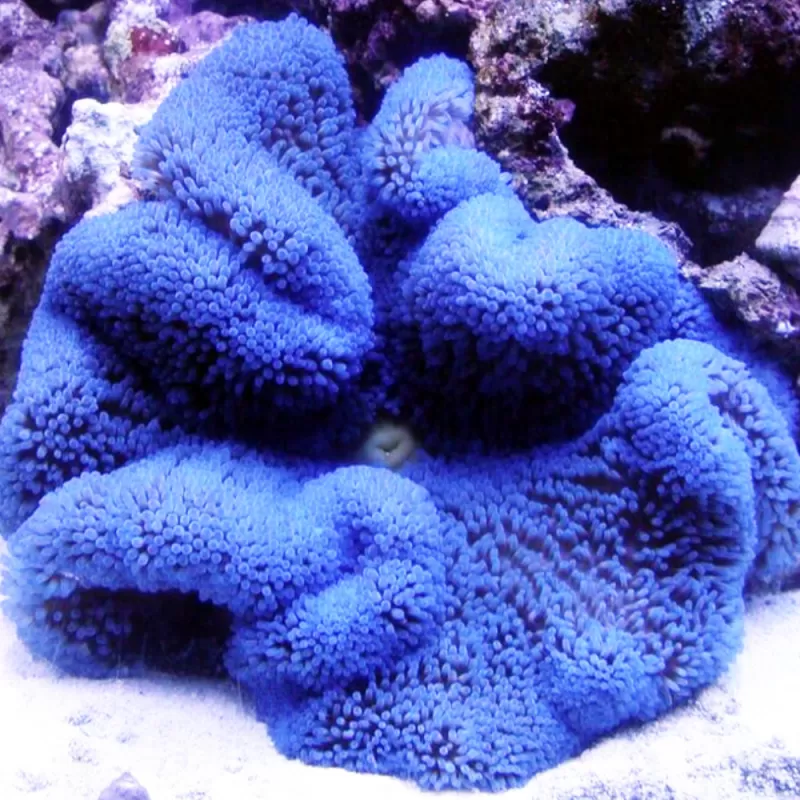 Stoichacti Kenti Blue Colored Carpet Anemone | Coralandfishstore.nl Stoichacti Kenti Blue Colored Carpet Anemone | Coralandfishstore.nl