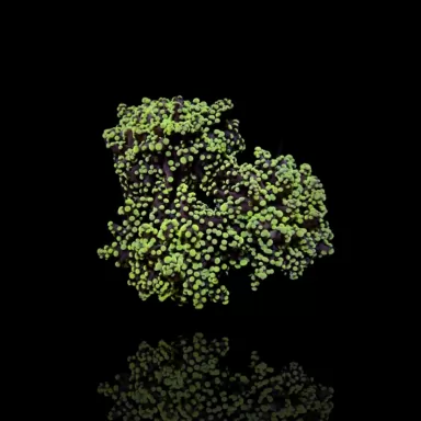 Euphyllia yaeyamaensis grüne Spitzen M Größe