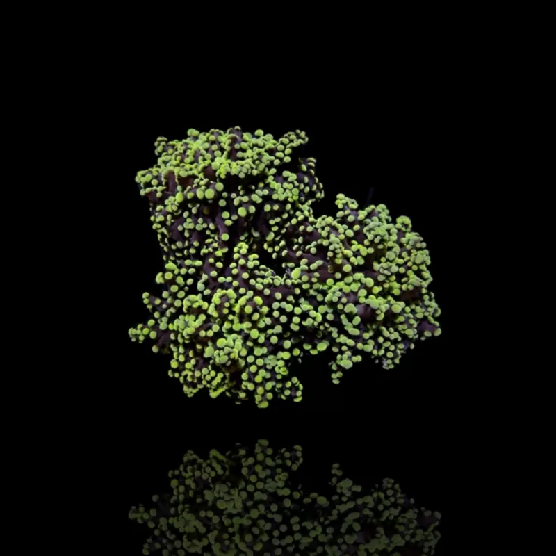 Euphyllia Yaeyamaensis | Coralandfishstore Euphyllia Yaeyamaensis | Coralandfishstore