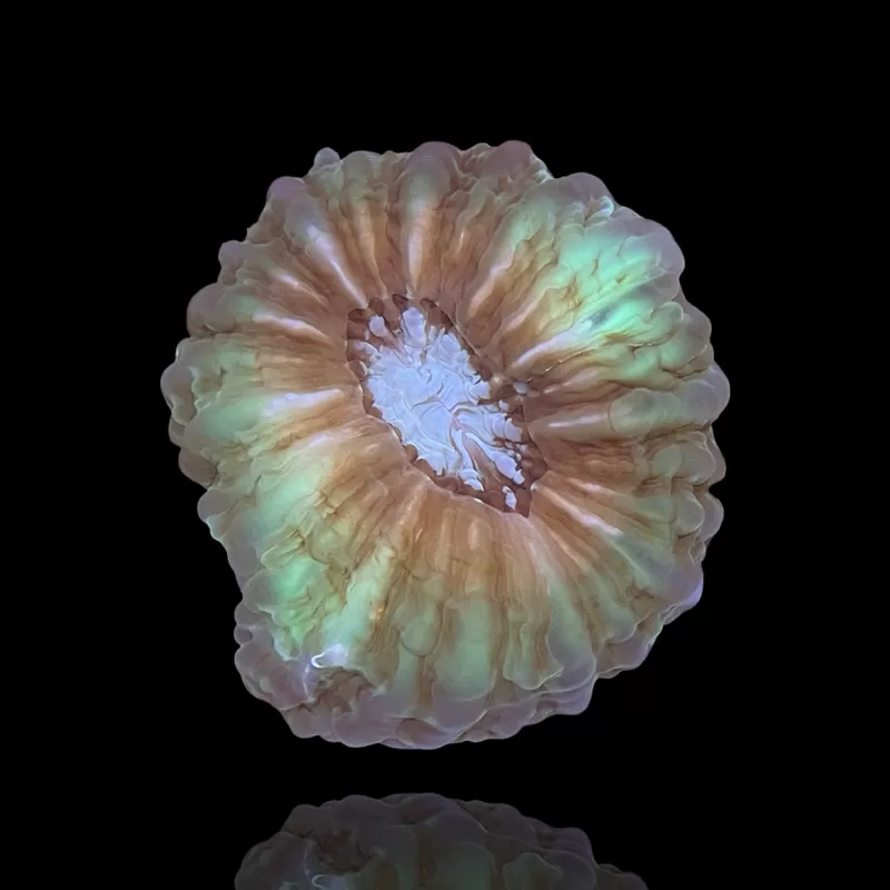 Cynarina Lacrymalis -cat's eye kopen | Coralandfishstore.nl Cynarina Lacrymalis -cat's eye kopen | Coralandfishstore.nl