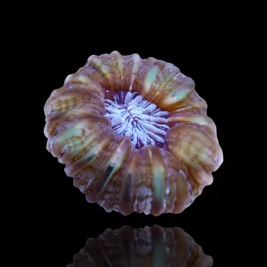 Kaufen Sie Cynarina Lacrymalis mehrfarbig Australien M/L Größe | Coralandfishstore.nl