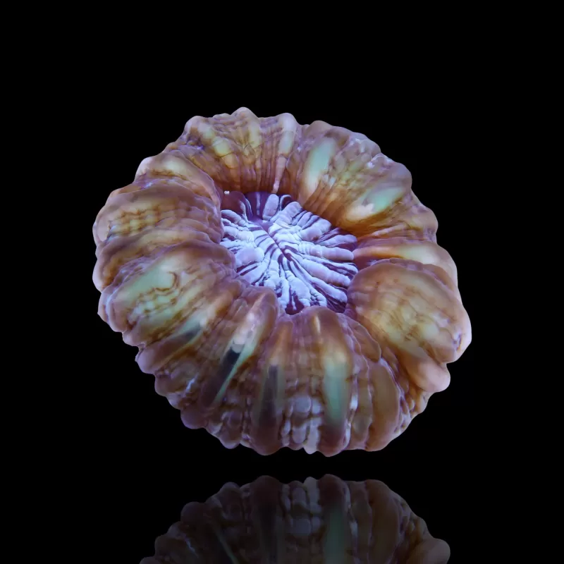 Cynarina Lacrymalis -cat's eye kopen | Coralandfishstore.nl Cynarina Lacrymalis -cat's eye kopen | Coralandfishstore.nl