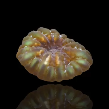 Kaufen Sie Cynarina Lacrymalis mehrfarbig Australien M/L Größe | Coralandfishstore.nl