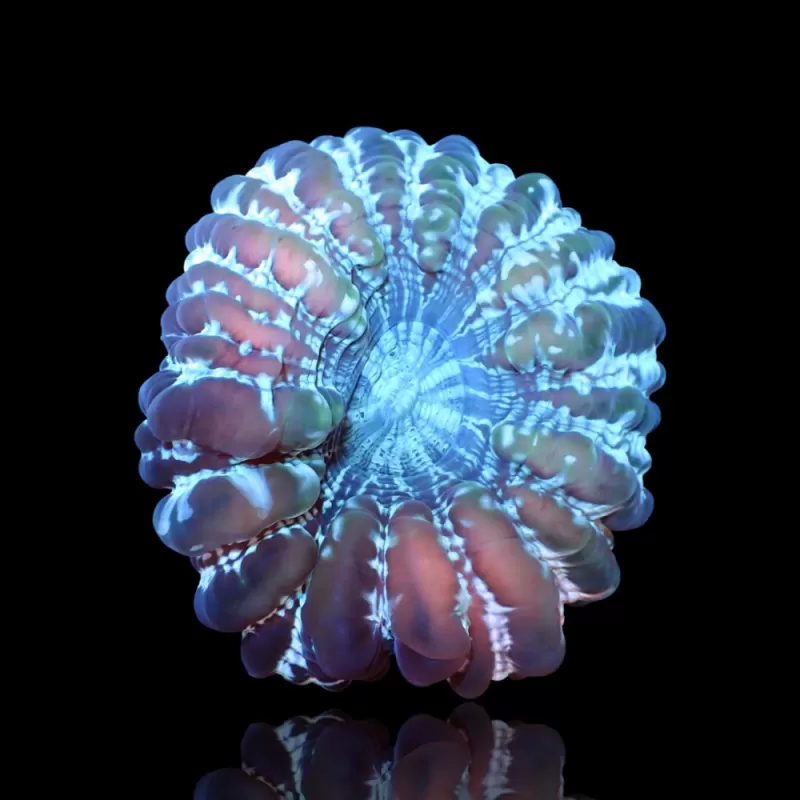 Cynarina Lacrymalis -cat's eye kopen | Coralandfishstore.nl Cynarina Lacrymalis -cat's eye kopen | Coralandfishstore.nl