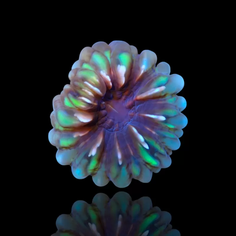 Cynarina Lacrymalis -cat's eye kopen | Coralandfishstore.nl Cynarina Lacrymalis -cat's eye kopen | Coralandfishstore.nl