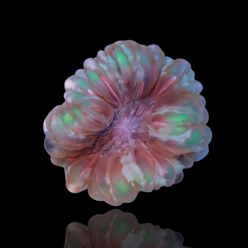 Cynarina Lacrymalis -cat's eye kopen | Coralandfishstore.nl Cynarina Lacrymalis -cat's eye kopen | Coralandfishstore.nl