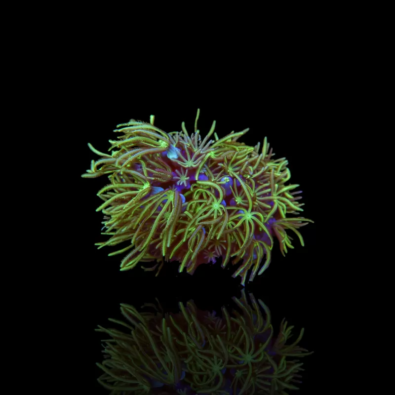 Tubipora Musica green kopen | Coralandfishstore.nl Tubipora Musica green kopen | Coralandfishstore.nl