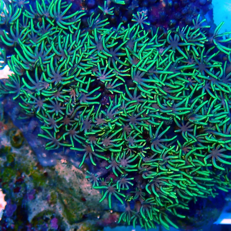 Tubipora Musica green kopen | Coralandfishstore.nl Tubipora Musica green kopen | Coralandfishstore.nl