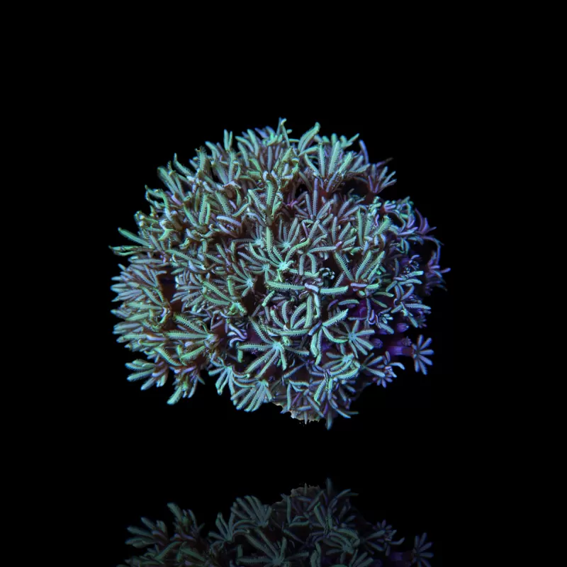 Tubipora Musica Green Tubipora Musica Green