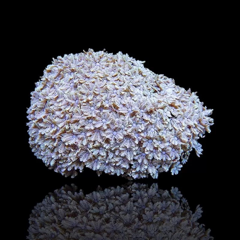 Tubipora Musica pack kopen | Coralandfishstore.nl Tubipora Musica pack kopen | Coralandfishstore.nl