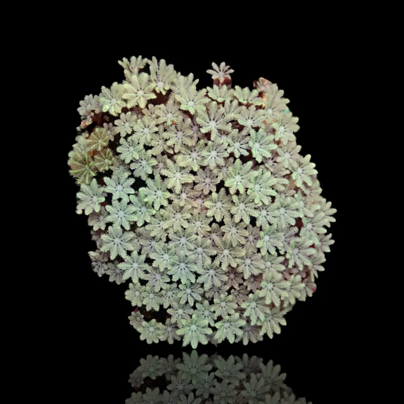 Tubipora Musica pack kopen | Coralandfishstore.nl Tubipora Musica pack kopen | Coralandfishstore.nl