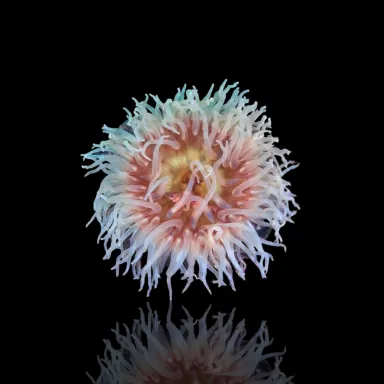 Actinaria Volcano Anemone kaufen? | Corallandfishstore