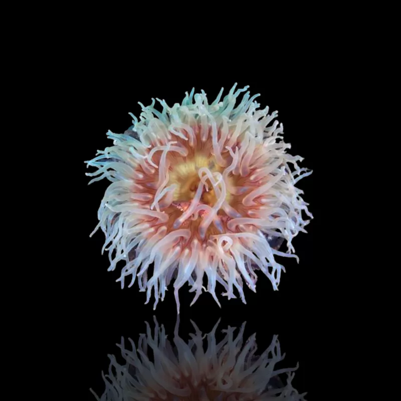 Actiniaria - Volcano Anemone