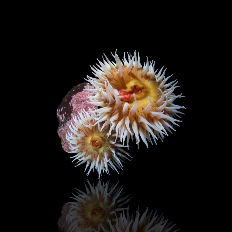 Actiniaria - Volcano Anemone