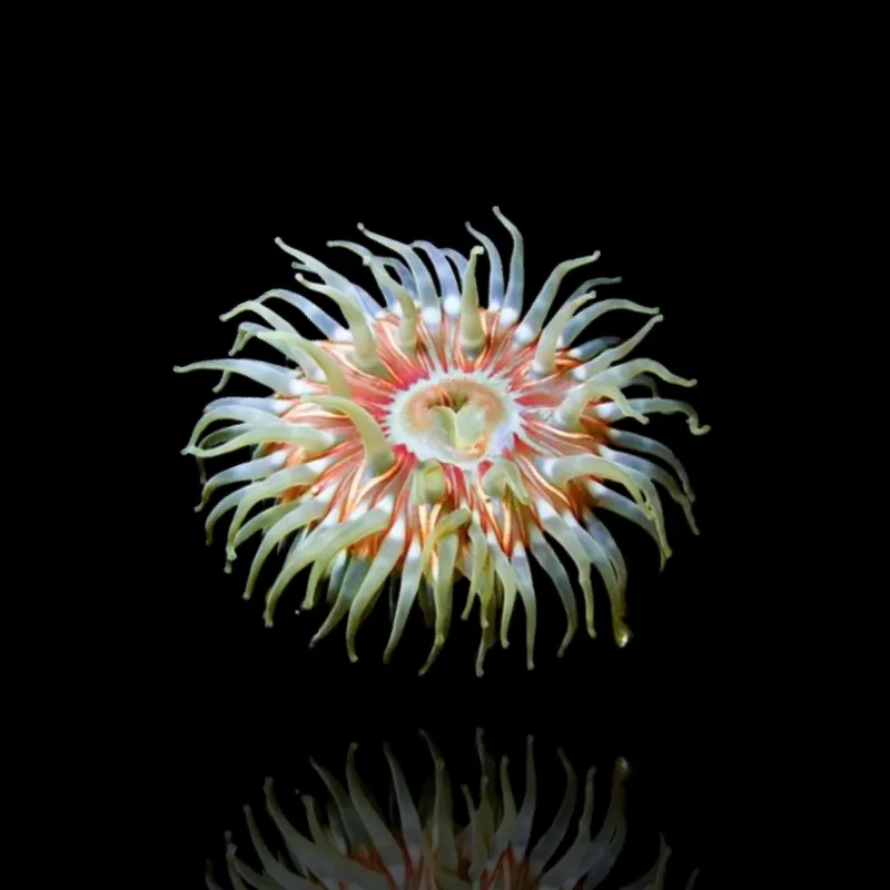 Actiniaria - Volcano Anemone
