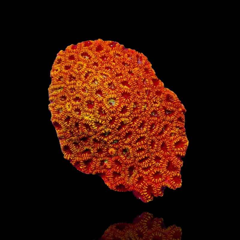 Favia spp Multi Color