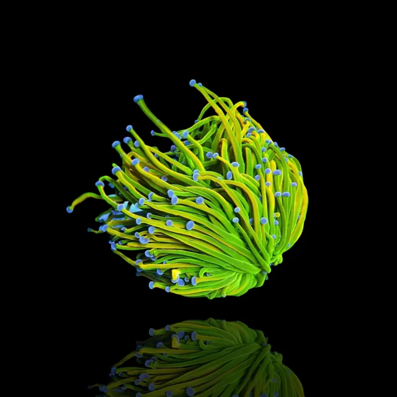 Euphyllia Glabrescens Holy Grail kopen | Coralandfishstore.nl Euphyllia Glabrescens Holy Grail kopen | Coralandfishstore.nl