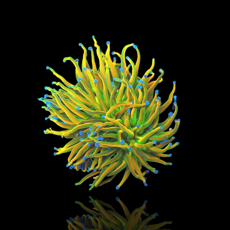 Euphyllia Glabrescens Holy Grail kopen | Coralandfishstore.nl Euphyllia Glabrescens Holy Grail kopen | Coralandfishstore.nl
