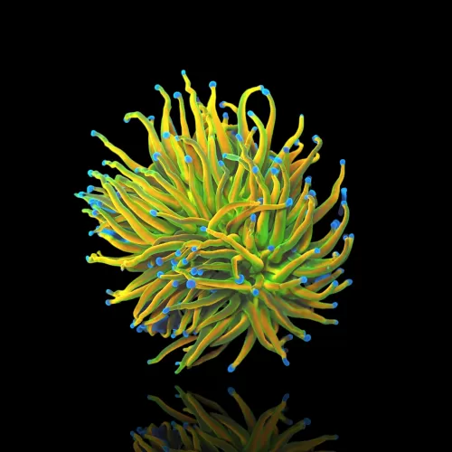 Kaufen Sie Euphyllia Glabrescens Holy Grail | Coralandfishstore.nl