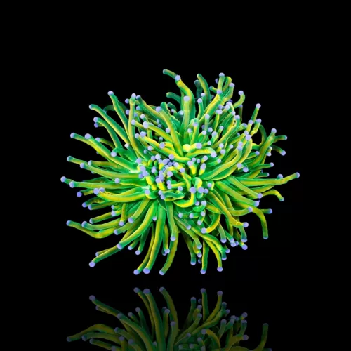 Kaufen Sie Euphyllia Glabrescens Holy Grail | Coralandfishstore.nl