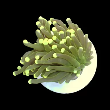 Euphyllia Glabrescens Green/Yellow Tips - per kop kopen | Coralandfishstore.nl