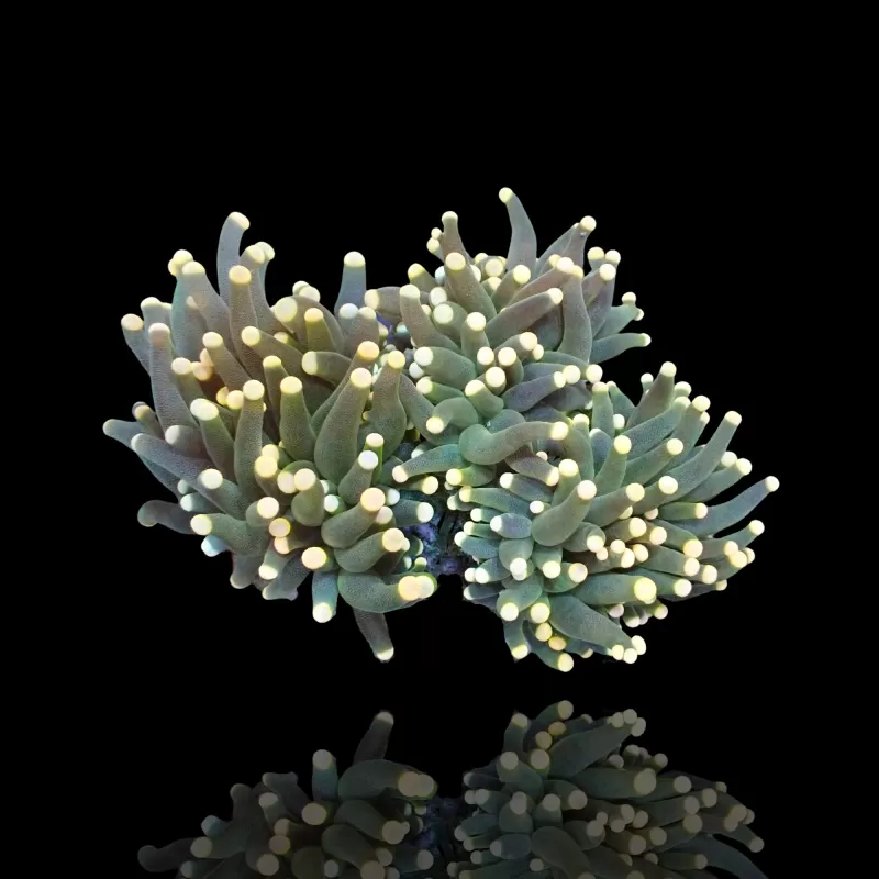Euphyllia Glabrescens Yellow Tips Euphyllia Glabrescens Yellow Tips