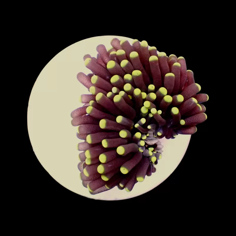 Euphyllia Glabrescens Ultra Yellow Tips kopen | Coralandfishstore.nl Euphyllia Glabrescens Ultra Yellow Tips kopen | Coralandfishstore.nl