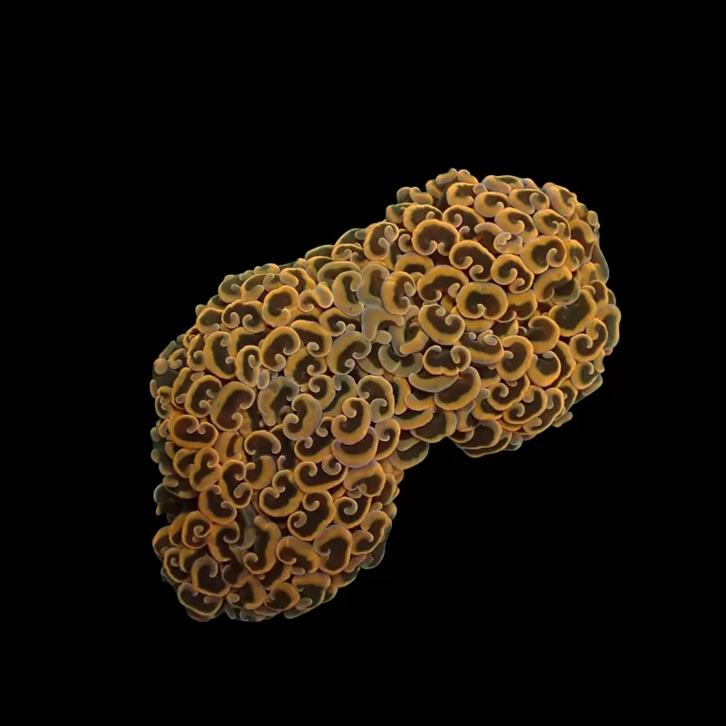 Möchten Sie Euphyllia Ancora Ultra Neon Orange kaufen? | Coralandfishstore.nl Möchten Sie Euphyllia Ancora Ultra Neon Orange kaufen? | Coralandfishstore.nl