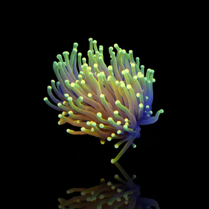Euphyllia Glabrescens Hellfire kopen? | Coralandfishstore.nl Euphyllia Glabrescens Hellfire kopen? | Coralandfishstore.nl