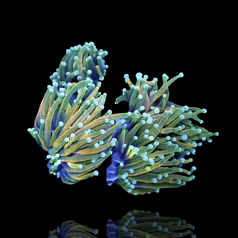 Euphyllia Glabrescens Hellfire kopen? | Coralandfishstore.nl Euphyllia Glabrescens Hellfire kopen? | Coralandfishstore.nl