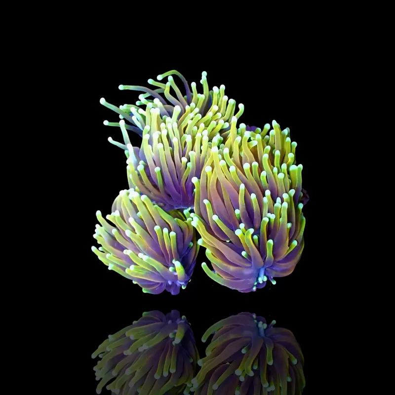 Kaufen Sie Euphyllia Glabrescens Hellfire | Coralandfishstore.nl