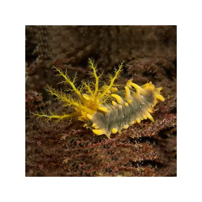 Möchten Sie Colochirus Robustus kaufen? | Coralandfishstore.nl Möchten Sie Colochirus Robustus kaufen? | Coralandfishstore.nl