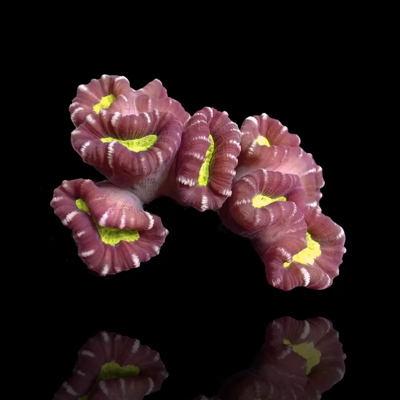 Caulastrea sp. Ultra Green bestellen ? l Coralandfishstore.nl Caulastrea sp. Ultra Green bestellen ? l Coralandfishstore.nl