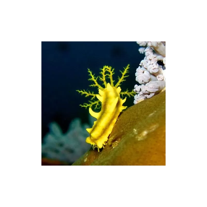 Möchten Sie Colochirus Robustus kaufen? | Coralandfishstore.nl Möchten Sie Colochirus Robustus kaufen? | Coralandfishstore.nl