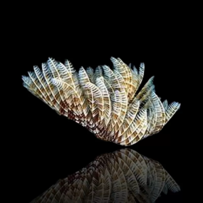 Sabellastarte Indica Soft Tube Worm | Coralandfishstore.nl Sabellastarte Indica Soft Tube Worm | Coralandfishstore.nl