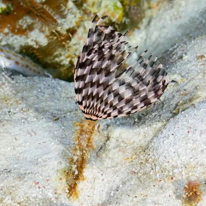Sabellastarte Indica Soft Tube Worm | Coralandfishstore.nl Sabellastarte Indica Soft Tube Worm | Coralandfishstore.nl
