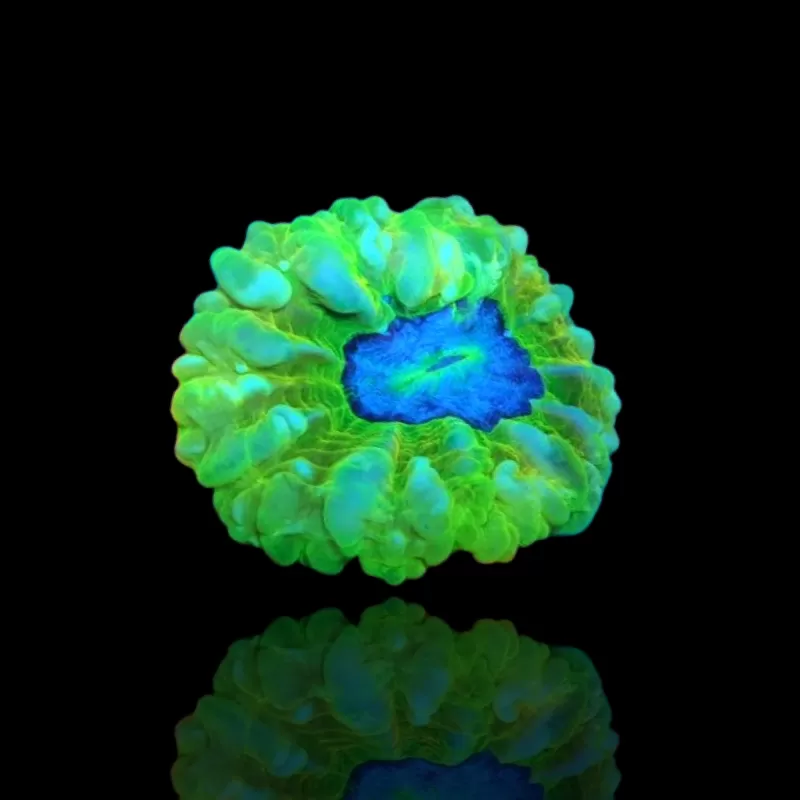 Kaufen Sie Cynarina Lacrymalis Ultra Green Australien | Coralandfishstore.nl Kaufen Sie Cynarina Lacrymalis Ultra Green Australien | Coralandfishstore.nl