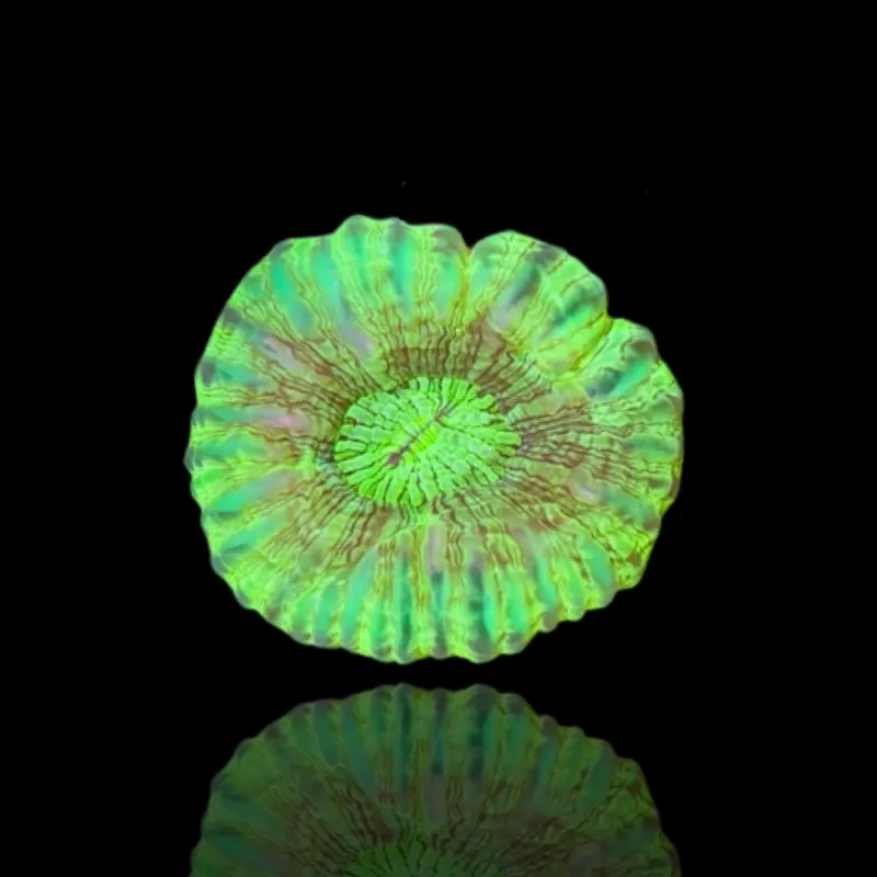 Kaufen Sie Cynarina Lacrymalis Ultra Green Australien | Coralandfishstore.nl Kaufen Sie Cynarina Lacrymalis Ultra Green Australien | Coralandfishstore.nl