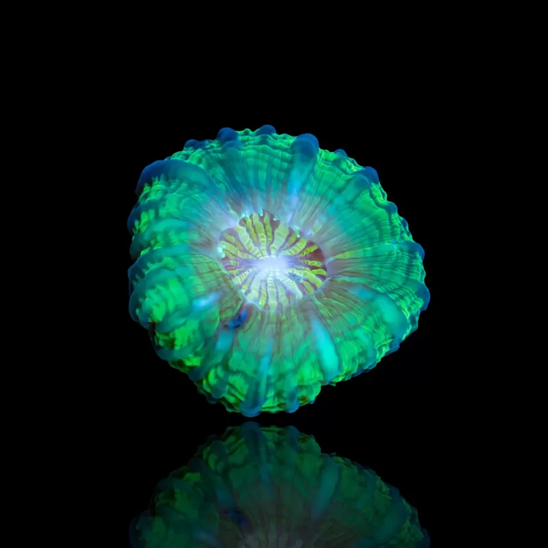 Kaufen Sie Cynarina Lacrymalis Ultra Green Australien | Coralandfishstore.nl Kaufen Sie Cynarina Lacrymalis Ultra Green Australien | Coralandfishstore.nl