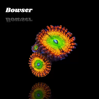 Zoanthus Bowser S-size