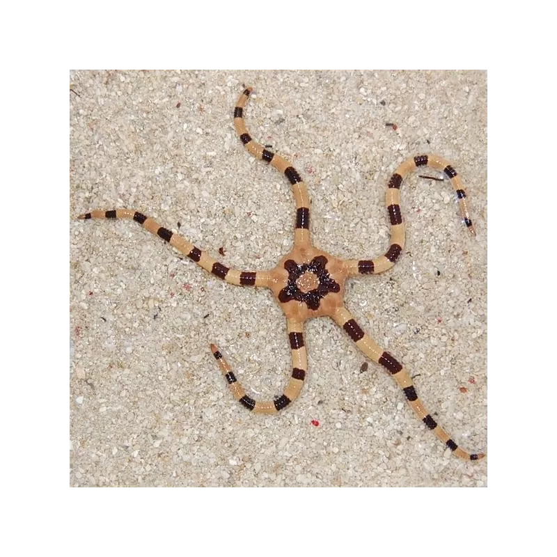 Ophiolepis superba Ophiolepis superba