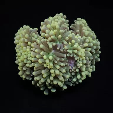 Kaufen Sie Euphyllia Cristata S-Größe | Coralandfishstore.nl