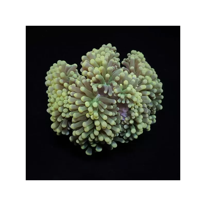 Euphyllia Cristata S-size kopen | Coralandfishstore.nl Euphyllia Cristata S-size kopen | Coralandfishstore.nl