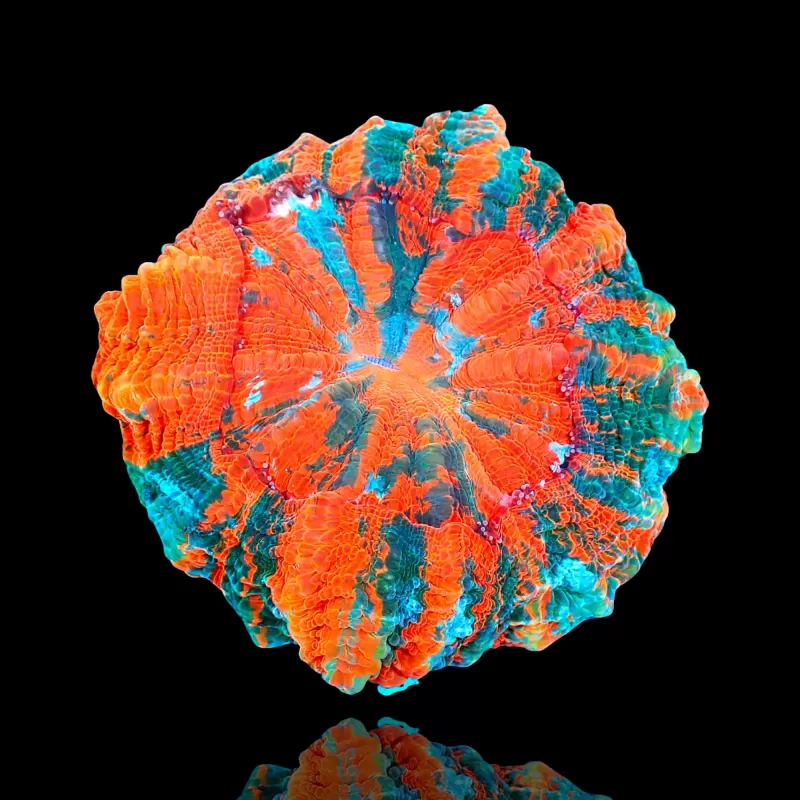 Acanthophyllia deshayesiana (bleeding apple) kopen ? | Coralandfishstore Acanthophyllia deshayesiana (bleeding apple) kopen ? | Coralandfishstore