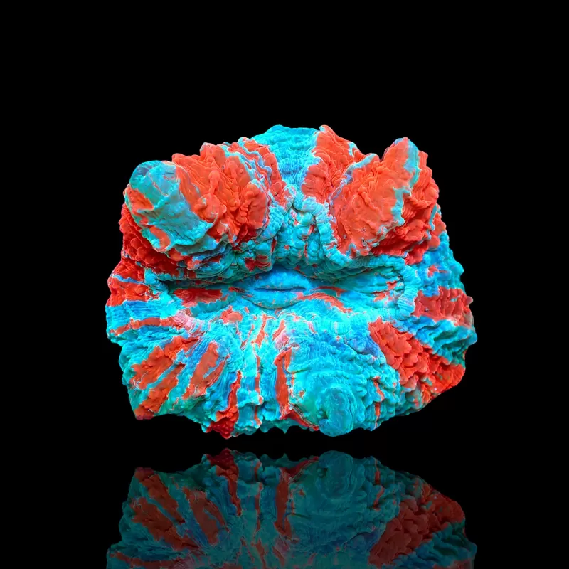 Acanthophyllia deshayesiana (bleeding apple) kopen ? | Coralandfishstore Acanthophyllia deshayesiana (bleeding apple) kopen ? | Coralandfishstore