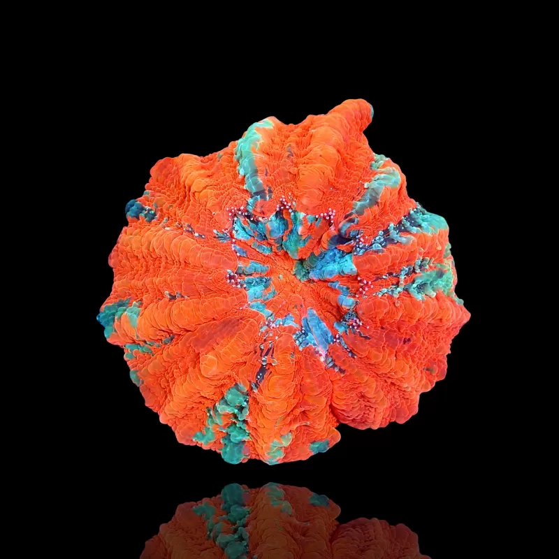 Acanthophyllia deshayesiana (bleeding apple) kopen ? | Coralandfishstore Acanthophyllia deshayesiana (bleeding apple) kopen ? | Coralandfishstore