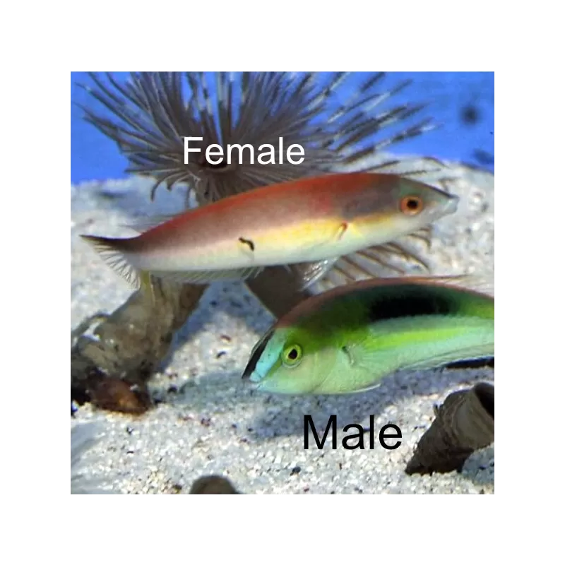 Möchten Sie Pseudojuloides Kaleidos - Weiblich kaufen? | Corallandfishstore