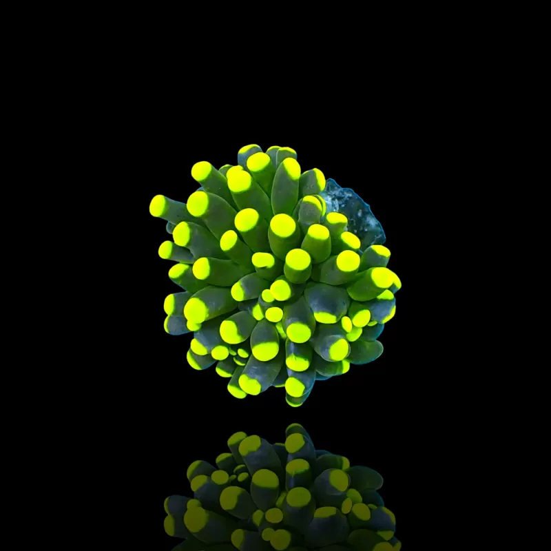 Kaufen Sie Euphyllia Cristata Rasta | Coralandfishstore.nl Kaufen Sie Euphyllia Cristata Rasta | Coralandfishstore.nl