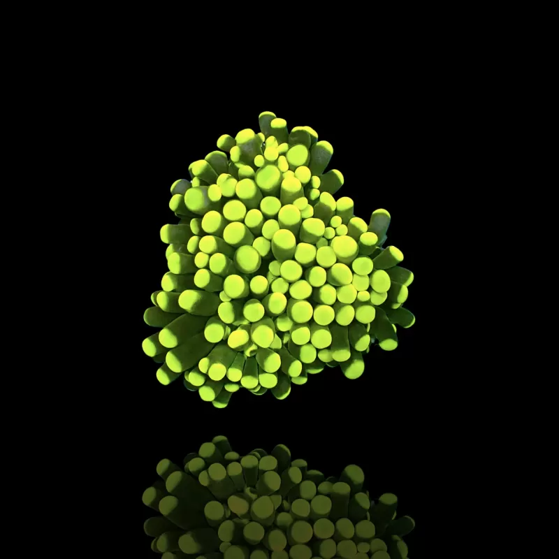Kaufen Sie Euphyllia Cristata Rasta | Coralandfishstore.nl Kaufen Sie Euphyllia Cristata Rasta | Coralandfishstore.nl