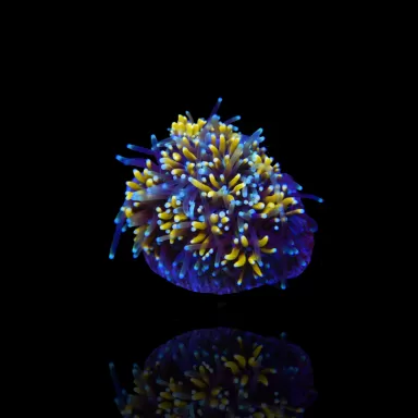 Kaufen Sie Galaxea fascicularis spp S-Size (frag) | Coralandfishstore.nl